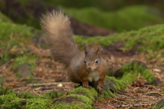 Red squirrel (Sciurus vulgaris) adult animal on a moss covered tree stump in a woodland in winter,