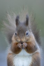 Red squirrel (Sciurus vulgaris) adult animal eating a nut in a woodland in winter, England, United