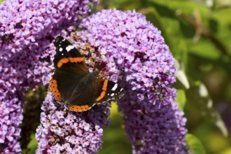Red admiral butterfly (Vanessa atalanta) adult insect feeding on a garden purple Buddleja or