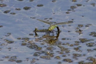 Emperor dragonfly (Anax imperator) adult female insect egg laying or ovipositing on the water