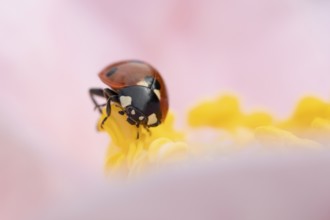 Seven-spot ladybird or ladybug (Coccinella septempunctata) adult beetle on a garden Camellia flower