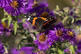 Red admiral butterfly (Vanessa atalanta) adult insect feeding on a garden purple Aster flower in