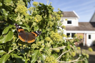 Red admiral butterfly (Vanessa atalanta) adult insect feeding on garden Ivy (Hedera helix) flowers