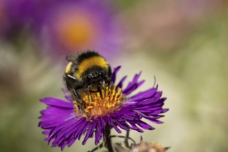 Garden bumblebee (Bombus hortorum) adult bee insect feeding on purple garden Aster plant flowers in