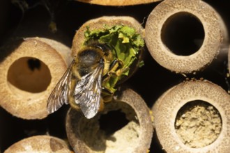 Leaf cutter bee (Megachile centuncularis) adult insect returning to a bee hotel box with leaves in