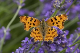 Comma butterfly (Polygonia c-album) adult insect feeding on garden blue Lavender plant flowers in