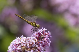 Common darter dragonfly (Sympetrum striolatum) adult female insect resting on a garden purple