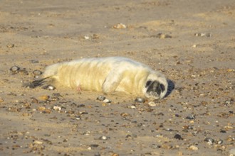 Atlantic grey seal (Halichoerus grypus) juvenile baby pup animal laying on a seaside beach in