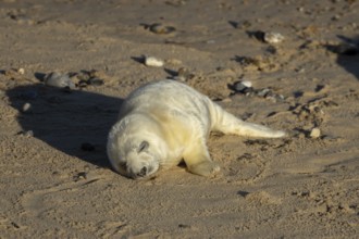 Atlantic grey seal (Halichoerus grypus) juvenile baby pup animal sleeping on a seaside beach in