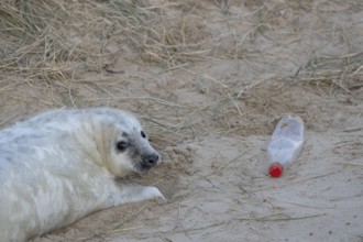 Atlantic grey seal (Halichoerus grypus) juvenile baby pup animal resting on a sand dune on a beach