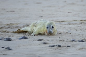 Atlantic grey seal (Halichoerus grypus) juvenile baby pup animal resting on a beach in winter,