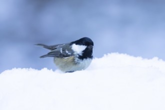 Coal tit (Periparus ater) adult bird in a snow covered garden in winter, England, United Kingdom