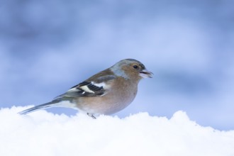 Eurasian chaffinch (Fringilla coelebs) adult male bird in a snow covered garden in winter, England,