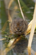 Water vole (Arvicola amphibius) adult animal feeding on pond weed in summer, England, United