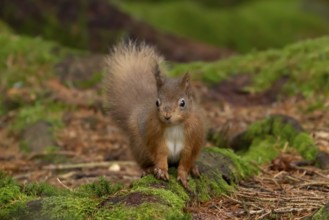 Red squirrel (Sciurus vulgaris) adult animal on moss covered tree stump in a woodland, England,