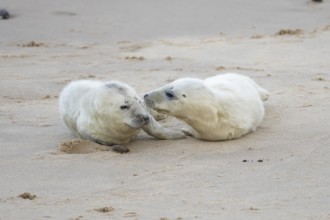 Atlantic grey seal (Halichoerus grypus) two juvenile baby pup animals on a beach, England, United