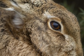 European brown hare (Lepus europaeus) adult animal head portrait close up of its eye, England,