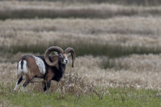 Mouflon ram (Ovis gmelini) on a moorland meadow, Germany