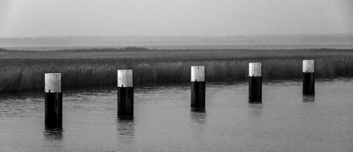 Lagoon landscape at the Meinigenbrücke near Zingst, black and white photo, panorama,