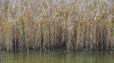 Reed (Phragmites australis) in the Bodden landscape at Meinigenbrücke near Zingst,