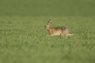 European brown hare (Lepus europaeus) adult animal running in a farmland cereal field in