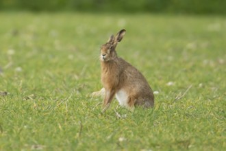 European brown hare (Lepus europaeus) adult animal in a farmland cereal field in springtime,