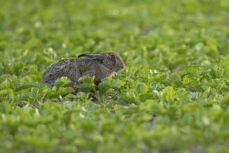 European brown hare (Lepus europaeus) adult animal eating in a sugar beet crop farmland field in