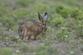 European brown hare (Lepus europaeus) adult animal eating a plant in a farmland field in summer,