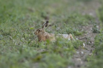 European brown hare (Lepus europaeus) adult animal laying down in a farmland field in summer,
