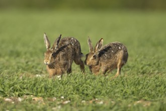 European brown hare (Lepus europaeus) two adult animals running in a farmland cereal field in