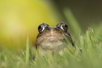 Common frog (Rana temporaria) adult amphibian on a garden grass lawn, England, United Kingdom
