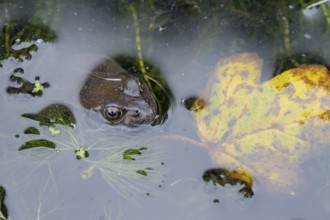 Common frog (Rana temporaria) adult amphibian on the water surface of a pond, England, United