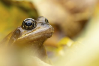 Common frog (Rana temporaria) adult amphibian amongst fallen autumn leaves, England, United Kingdom