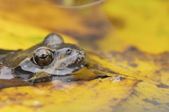 Common frog (Rana temporaria) adult amphibian on the water surface of a pond with fallen autumn
