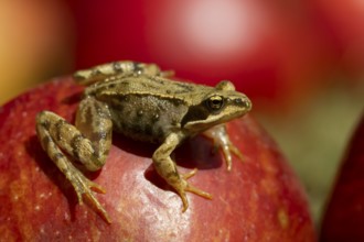 Common frog (Rana temporaria) adult amphibian on a fallen red apple in a garden in summer, England,