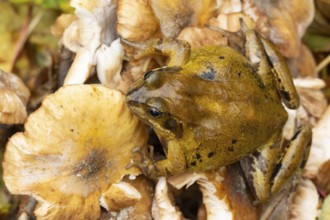 Common frog (Rana temporaria) adult amphibian on a fungi or mushroom in autumn, England, United
