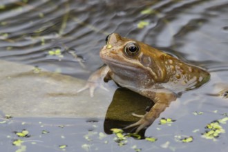 Common frog (Rana temporaria) adult amphibian on the water surface of a garden pond in spring,
