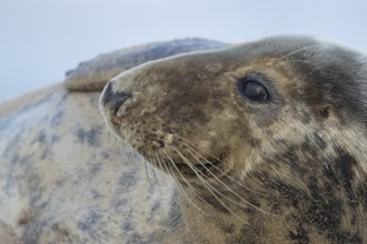 Atlantic grey seal (Halichoerus grypus) adult animal head portrait, England, United Kingdom