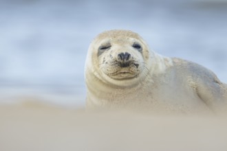 Common or Habor seal (Phoca vitulina) adult animal sleeping on a beach, England, United Kingdom