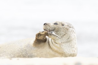 Common or Habor seal (Phoca vitulina) adult animal resting on the sand of a beach, England, United