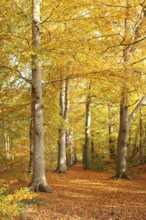 Autumn foliage, Stikelkamper Wald, Leer District, East Frisia, Lower Saxony, Germany