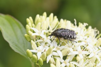 Weeping rose beetle (Oxythyrea funesta), on flowers of Common Dogwood, (Cornus sanguinea), other