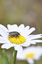 Weeping rose beetle (Oxythyrea funesta), on meadow daisy (Leucanthemum vulgare), other animals,