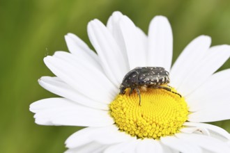 Weeping rose beetle (Oxythyrea funesta), on meadow daisy (Leucanthemum vulgare), other animals,