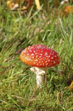 Red fly agaric (Amanita muscaria), fruiting body, in a meadow, close-up, Wilnsdorf, North
