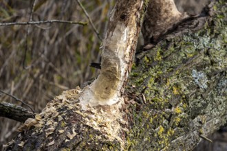 Tree felled by beaver, Darßwald, Darß, Fischland-Darß-Zingst, Western Pomerania Lagoon Area