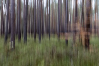 Forest, pine trees (Pinus), pine forest, tree trunks, distorted, moving camera, Darßwald,