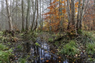 Moorland in the pristine Darßwald, autumn colors, Darß, Fischland-Darß-Zingst, Western Pomerania