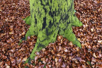 Moss-covered tree trunk in autumn forest, Darßwald, Fischland-Darß-Zingst, Western Pomerania Lagoon