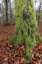 Moss-covered tree trunk in autumn forest, Darßwald, Fischland-Darß-Zingst, Western Pomerania Lagoon
